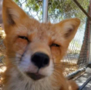 🤓 emoji 🦊  // 𝓗𝓪𝓹𝓹𝔂 𝓯𝓸𝔁𝓮𝓼 // 🦊 Telegram sticker 7 of 120