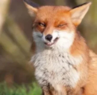 😏 emoji 🦊  // 𝓗𝓪𝓹𝓹𝔂 𝓯𝓸𝔁𝓮𝓼 // 🦊 Telegram sticker 13 of 120