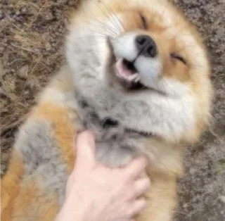 😂 emoji 🦊  // 𝓗𝓪𝓹𝓹𝔂 𝓯𝓸𝔁𝓮𝓼 // 🦊 Telegram sticker 21 of 120