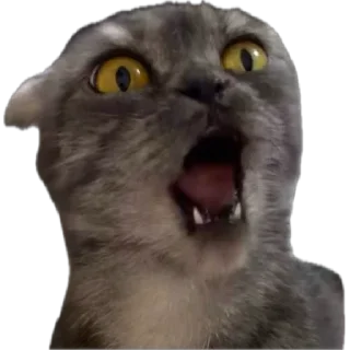 🌟 emoji Кошка Соня Telegram sticker 20 of 24