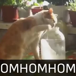 🤤 emoji БОЛЬШЕ ⇨ @CLOOBHUB КОТЫ КОТИКИ СТИКЕРЫ ТГ МЕМЫ МГА Telegram sticker 11 of 46