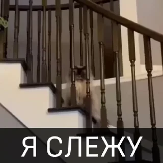 😤 emoji БОЛЬШЕ ⇨ @CLOOBHUB КОТЫ КОТИКИ СТИКЕРЫ ТГ МЕМЫ МГА Telegram sticker 24 of 46