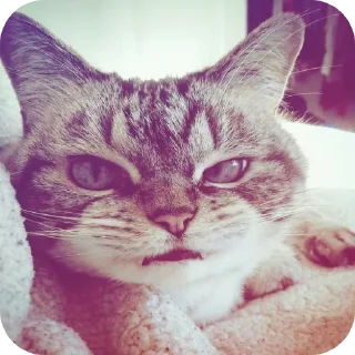 ♠ emoji Руслан вроде. Telegram sticker 14 of 39