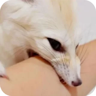 🐱 emoji лютый кинн Telegram sticker 9 of 49