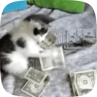 🤑 emoji котята Telegram sticker 19 of 38