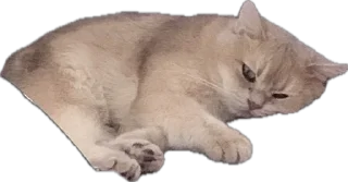 😑 emoji мои китики Telegram sticker 13 of 77