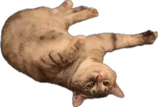 😜 emoji мои китики Telegram sticker 22 of 77
