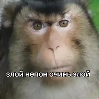😡 emoji АЙСДЕРХУ Monki Пон Telegram sticker 13 of 15