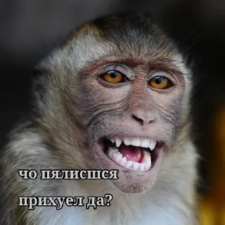 Sticker from Манки и бибизянки