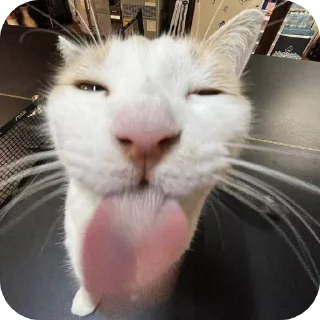 🐱 emoji Чоо Telegram sticker 17 of 35