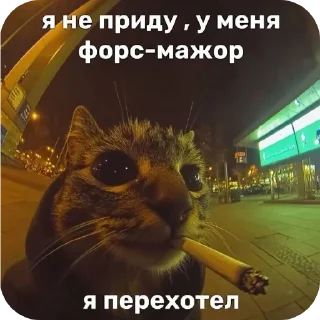 🐱 emoji Мемасики Telegram sticker 24 of 108
