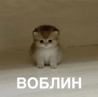 🌟 emoji Кто прочитал тот котек :: @imba_mem Telegram sticker 8 of 115