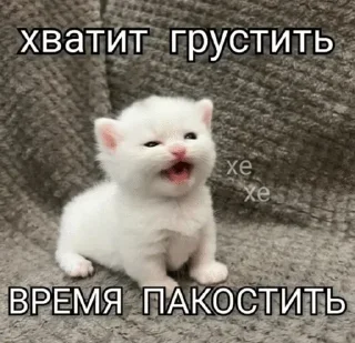 🌟 emoji Кто прочитал тот котек :: @imba_mem Telegram sticker 6 of 115
