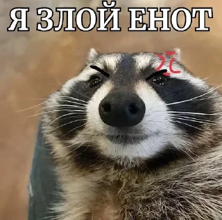 😡 emoji енотеки брадочки😎 Telegram sticker 12 of 43