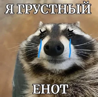 😭 emoji енотеки брадочки😎 Telegram sticker 11 of 43