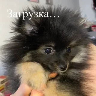 🦔 emoji Ступка Telegram sticker 5 of 20