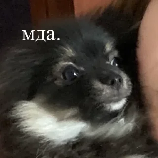 🦔 emoji Ступка Telegram sticker 13 of 20