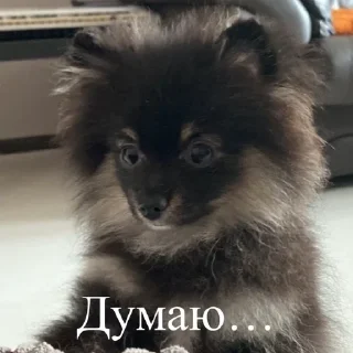 🦔 emoji Ступка Telegram sticker 12 of 20