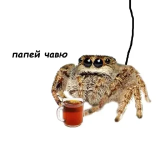 😋 emoji ДЕНЬ ПАУКОВ И ГУБКИ БОБА🤩 /от Telegram sticker 7 of 30