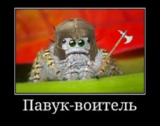 🫡 emoji ДЕНЬ ПАУКОВ И ГУБКИ БОБА🤩 /от Telegram sticker 11 of 30