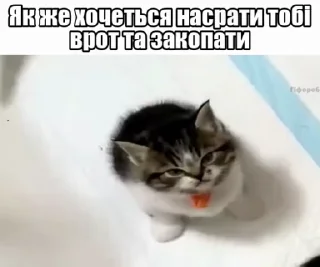 😡 emoji Українські котики @k_ua_s Telegram sticker 21 of 79