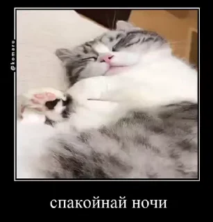 🌟 emoji комару и банда😼 Telegram sticker 15 of 50