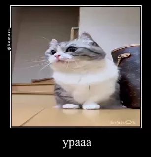 🌟 emoji комару и банда😼 Telegram sticker 23 of 50