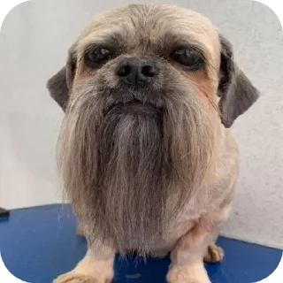 🐶 emoji dj piska Telegram sticker 6 of 17