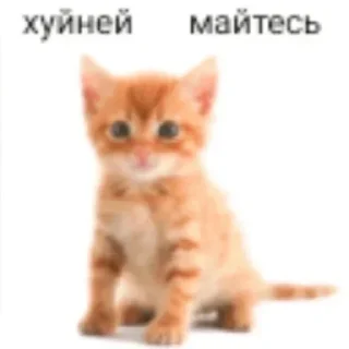 🐱 emoji БОЛЬШЕ ⇨ @CLOOBHUB МЕМЫ РАСТЯПА ОПЛОШНОСТЬ ТГ МГА Telegram sticker 17 of 37