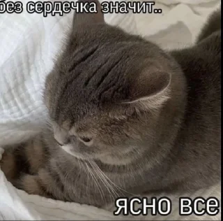 😡 emoji Стикеры1.kot | @kot_ma0s1n Telegram sticker 20 of 120
