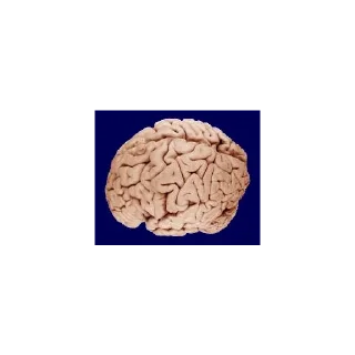 🧠 emoji ГЕНАЛЬНИЕ СТИКЕРИ!!🧠 Telegram sticker 5 of 7