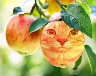 ⭐️ emoji кэт Telegram sticker 6 of 19