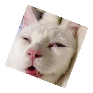 😄 emoji Китти Крейзи Кэт Telegram sticker 3 of 13