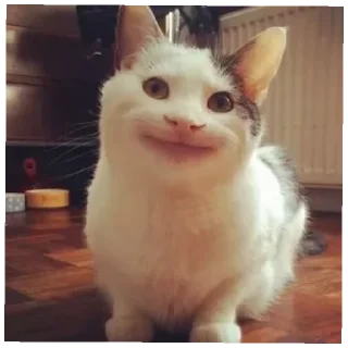 😄 emoji Китти Крейзи Кэт Telegram sticker 8 of 13