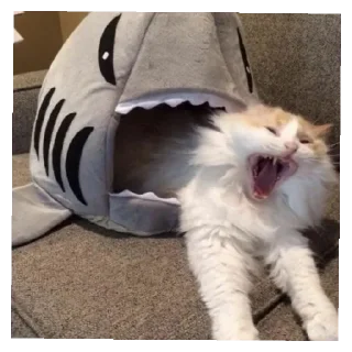 😄 emoji Китти Крейзи Кэт Telegram sticker 2 of 13