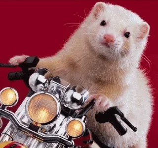 🏍 emoji @vidromemi Хори Telegram sticker 6 of 105