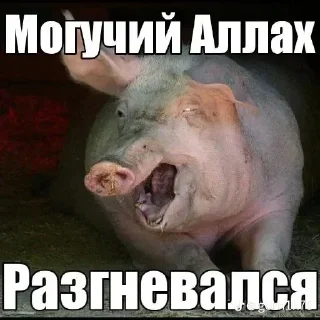 🐷 emoji Аллах пидорас Telegram sticker 5 of 16