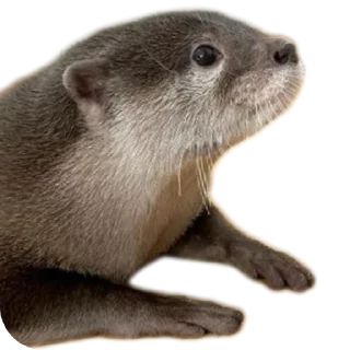 🐱 emoji @vidromemi ВЫДРОМЕМЫ IV Telegram sticker 16 of 61