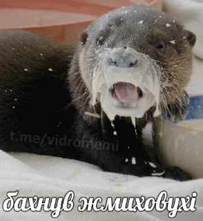 🤮 emoji @vidromemi УКРАЇНСЬКІ ВИДОРИ Telegram sticker 23 of 56