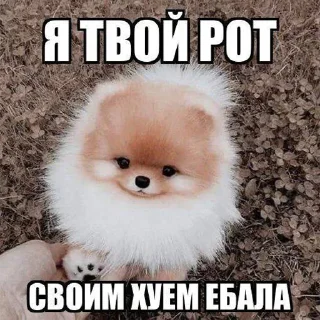 🙊 emoji пушистые приколы Telegram sticker 11 of 12