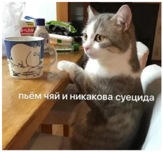🥴 emoji папуги и котюги от ани Telegram sticker 9 of 91