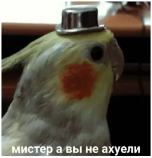 😊 emoji папуги и котюги от ани Telegram sticker 21 of 91
