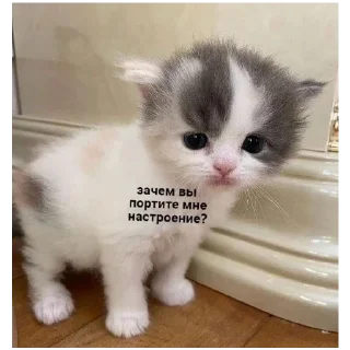 🐱 emoji Пакет от Ани Telegram sticker 13 of 30