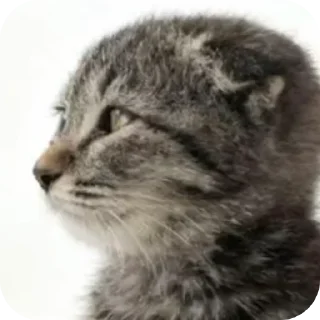🐱 emoji БОЛЬШЕ ⇨ @CLOOBHUB КОТЫ СТИКЕРЫ ТЕЛЕГРАМ КОТ МЕМ Telegram sticker 13 of 55