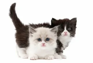🐈 emoji cats @youmii_8 Telegram sticker 23 of 74