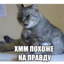 😒 emoji Котеечные дела Telegram sticker 22 of 37