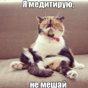 Sticker from Котеечные дела