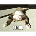 ☀ emoji Котеечные дела Telegram sticker 14 of 37