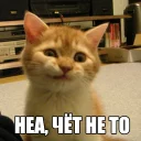 😕 emoji Котеечные дела Telegram sticker 19 of 37