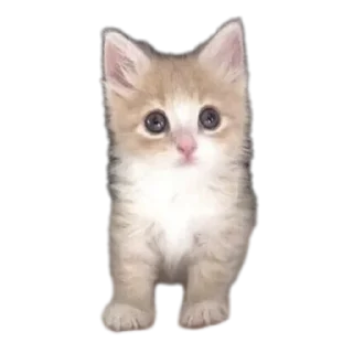Sticker from коты ебучие